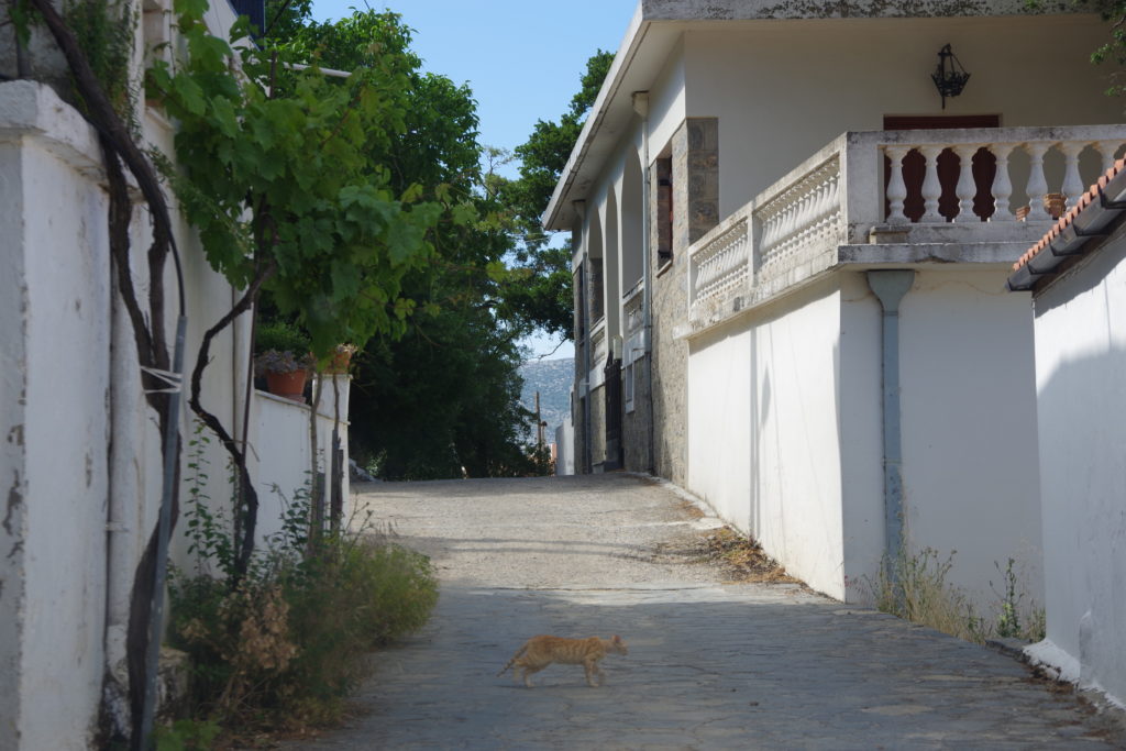 schmale Gasse mit beigefarbener Katze in mediterran anmutendem Dorf