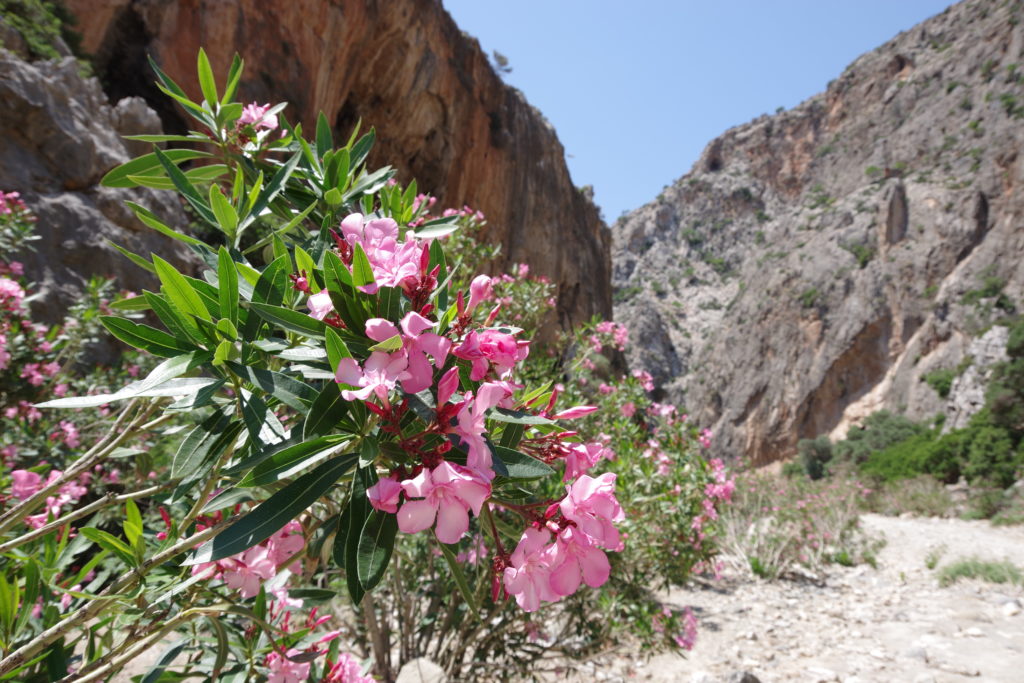 Agiofarango Schlucht: rosa Blüten